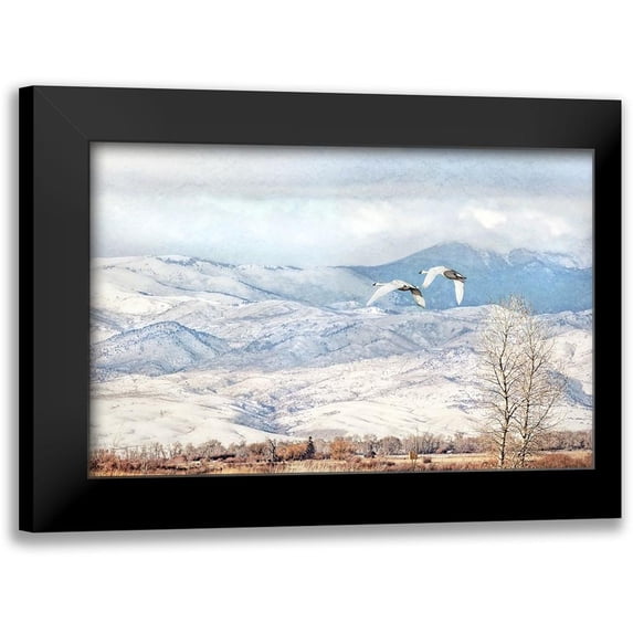 Schell, Jennie Marie 14x10 Black Modern Framed Museum Art Print Titled - Trumpeter Swans Winter Flight
