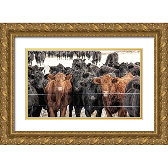 Schell, Jennie Marie 14x10 Gold Ornate Wood Framed with Double Matting Museum Art Print Titled - Curious Cattle