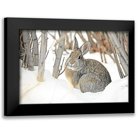 Schell, Jennie Marie 14x11 Black Modern Framed Museum Art Print Titled - Cottontail Rabbit in Snow 2