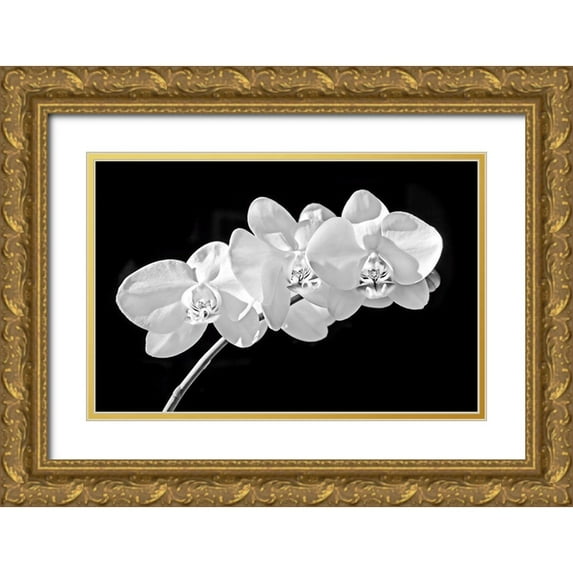 Schell, Jennie Marie 14x11 Gold Ornate Wood Framed with Double Matting Museum Art Print Titled - Orchid Flowers Black and White