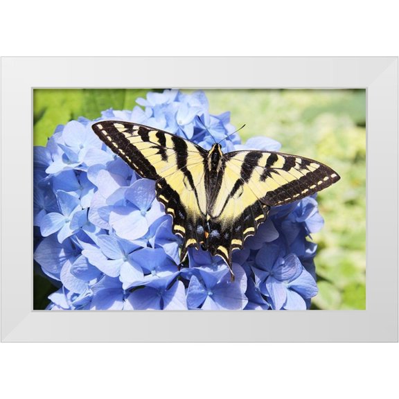 Schell, Jennie Marie 14x11 White Modern Wood Framed Museum Art Print Titled - Butterfly on Flower
