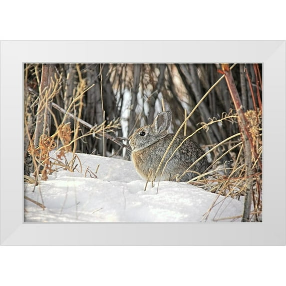 Schell, Jennie Marie 14x11 White Modern Wood Framed Museum Art Print Titled - Cottontail Rabbit in Snow 1