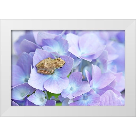 Schell, Jennie Marie 14x11 White Modern Wood Framed Museum Art Print Titled - Little Frog On Flower