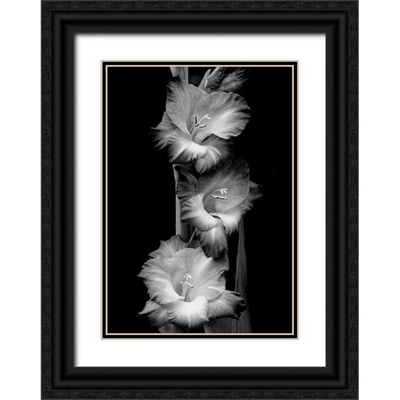Schell, Jennie Marie 14x18 Black Ornate Wood Framed with Double Matting Museum Art Print Titled - Gladiola Flowers Black and White