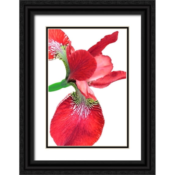 Schell, Jennie Marie 17x24 Black Ornate Wood Framed with Double Matting Museum Art Print Titled - Iris Flower Red
