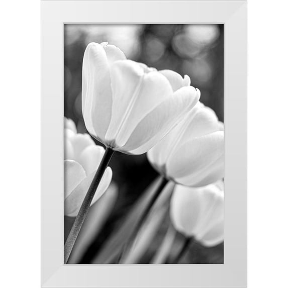 Schell, Jennie Marie 17x24 White Modern Wood Framed Museum Art Print Titled - Tulip Flowers Black and White 3