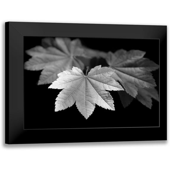 Schell, Jennie Marie 18x13 Black Modern Framed Museum Art Print Titled - Leaves Maple Black and White
