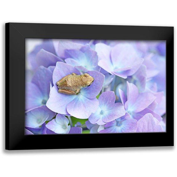 Schell, Jennie Marie 18x13 Black Modern Framed Museum Art Print Titled - Little Frog On Flower
