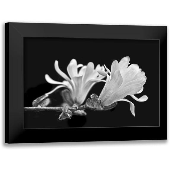 Schell, Jennie Marie 24x17 Black Modern Framed Museum Art Print Titled - Star Magnolia Flowers Black and White