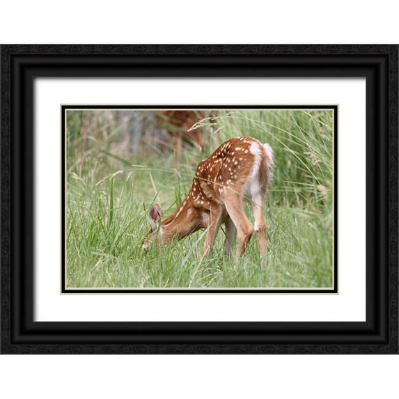Schell, Jennie Marie 24x17 Black Ornate Wood Framed with Double Matting Museum Art Print Titled - Deer Fawn Eating Spring Grass