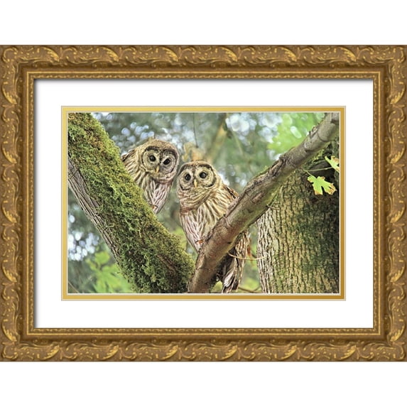 Schell, Jennie Marie 24x17 Gold Ornate Wood Framed with Double Matting Museum Art Print Titled - Owlet Twins in the Forest