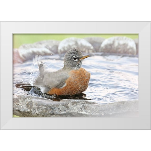 Schell, Jennie Marie 24x17 White Modern Wood Framed Museum Art Print Titled - Robin in Bird Bath