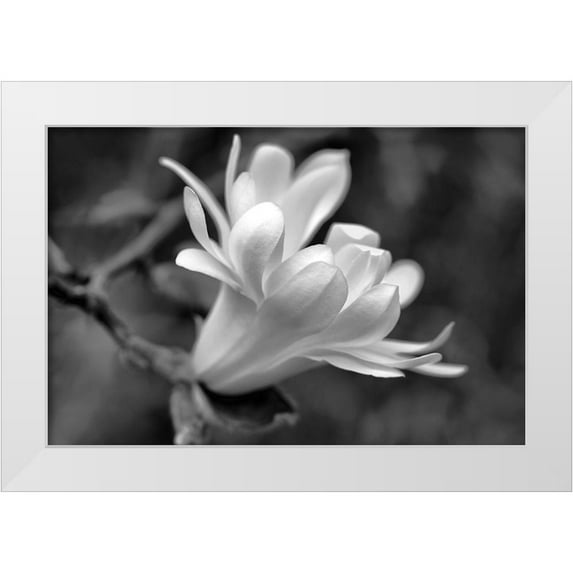 Schell, Jennie Marie 24x17 White Modern Wood Framed Museum Art Print Titled - Star Magnolia Flower Macro Black and White