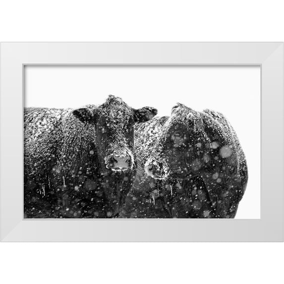 Schell, Jennie Marie 32x22 White Modern Wood Framed Museum Art Print Titled - Black Cattle In Snow 1