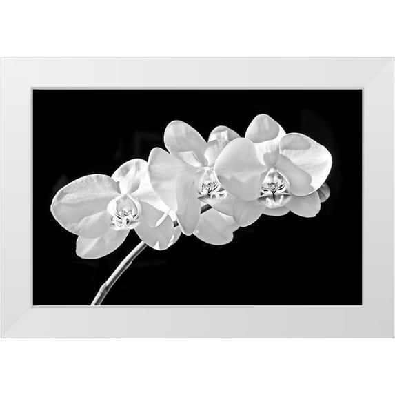 Schell, Jennie Marie 32x22 White Modern Wood Framed Museum Art Print Titled - Orchid Flowers Black and White