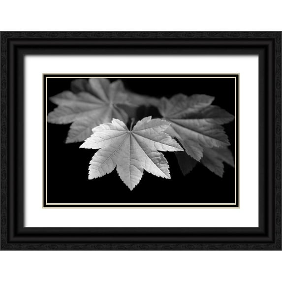 Schell, Jennie Marie 32x23 Black Ornate Wood Framed with Double Matting Museum Art Print Titled - Leaves Maple Black and White