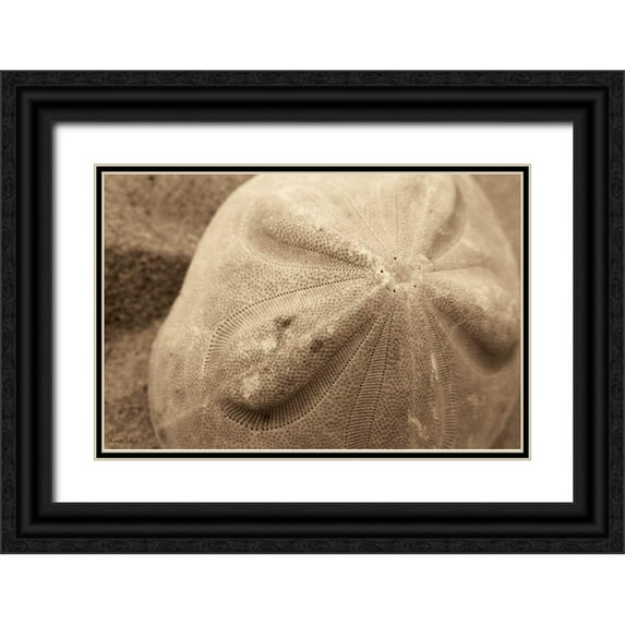 Schick, Cyndi 32x23 Black Ornate Wood Framed with Double Matting Museum Art Print Titled - Sand Dollar