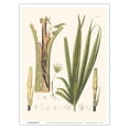 thumbnail image 1 of Schiede's Parlor Palm Tree (Chamaedorea Schiedeana) - Roots - Vintage Botanical Illustration by Carl Friedrich Philipp von Martius c.1820s - Master Art Print (Unframed) 9in x 12in, 1 of 4