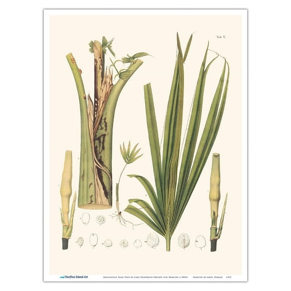 Schiede's Parlor Palm Tree (Chamaedorea Schiedeana) - Roots - Vintage Botanical Illustration by Carl Friedrich Philipp von Martius c.1820s - Master Art Print (Unframed) 9in x 12in