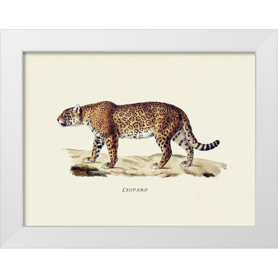 Schinz, Heinrich Rudolf 14x12 White Modern Wood Framed Museum Art Print Titled - Leopard