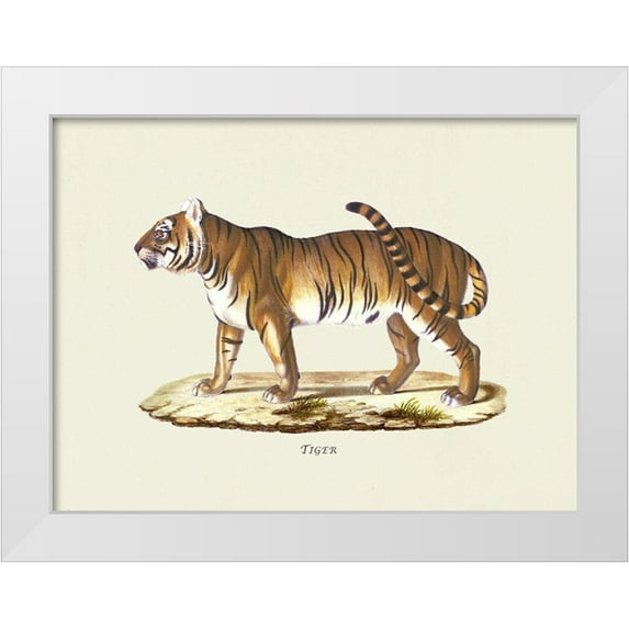 Schinz, Heinrich Rudolf 24x19 White Modern Wood Framed Museum Art Print Titled - Tiger
