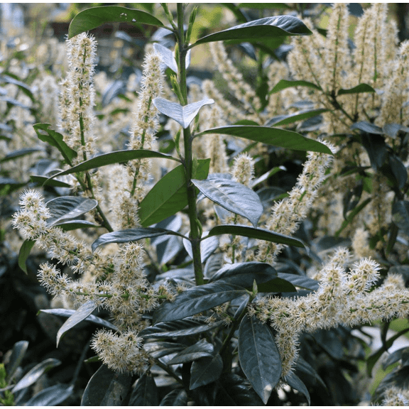 Schip Laurel Plant Live for Planting, Schipkaensis Plant Evergreen Plant Live for Outdoor 6 to 10 Inch Tall in 2.5 Inch Pot - Dormant in Winter