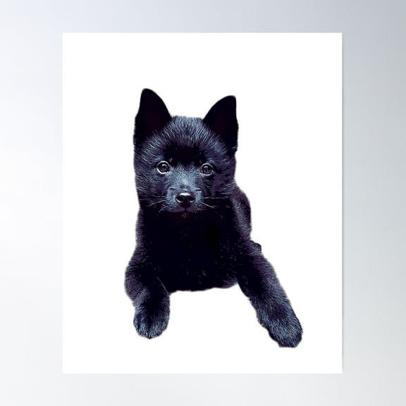 Schipperke Puppy Dog Cute Poster Wall Art, Modern Wall Decor For Living Room Bedroom, 24x36 UNFRAMED