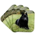 thumbnail image 1 of 3drose, Schipperke Puppy Reclining on a Stay Command, Looking Alert., Set of 4 Coasters - Soft, 1 of 7