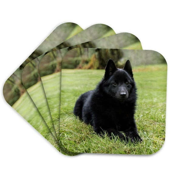 3drose, Schipperke Puppy Reclining on a Stay Command, Looking Alert., Set of 4 Coasters - Soft