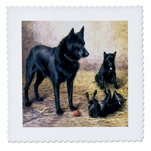 3dRose, Schipperkes, 6x6 inch quilt square