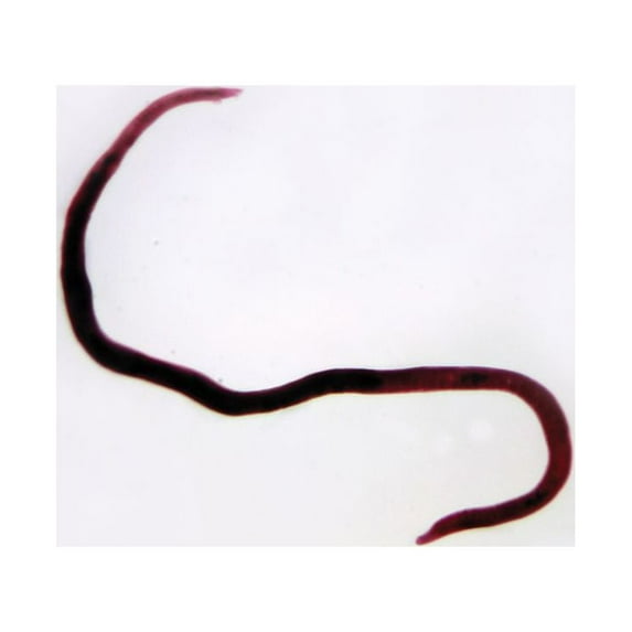 Schistosoma Mansoni Female Slide, W.M.