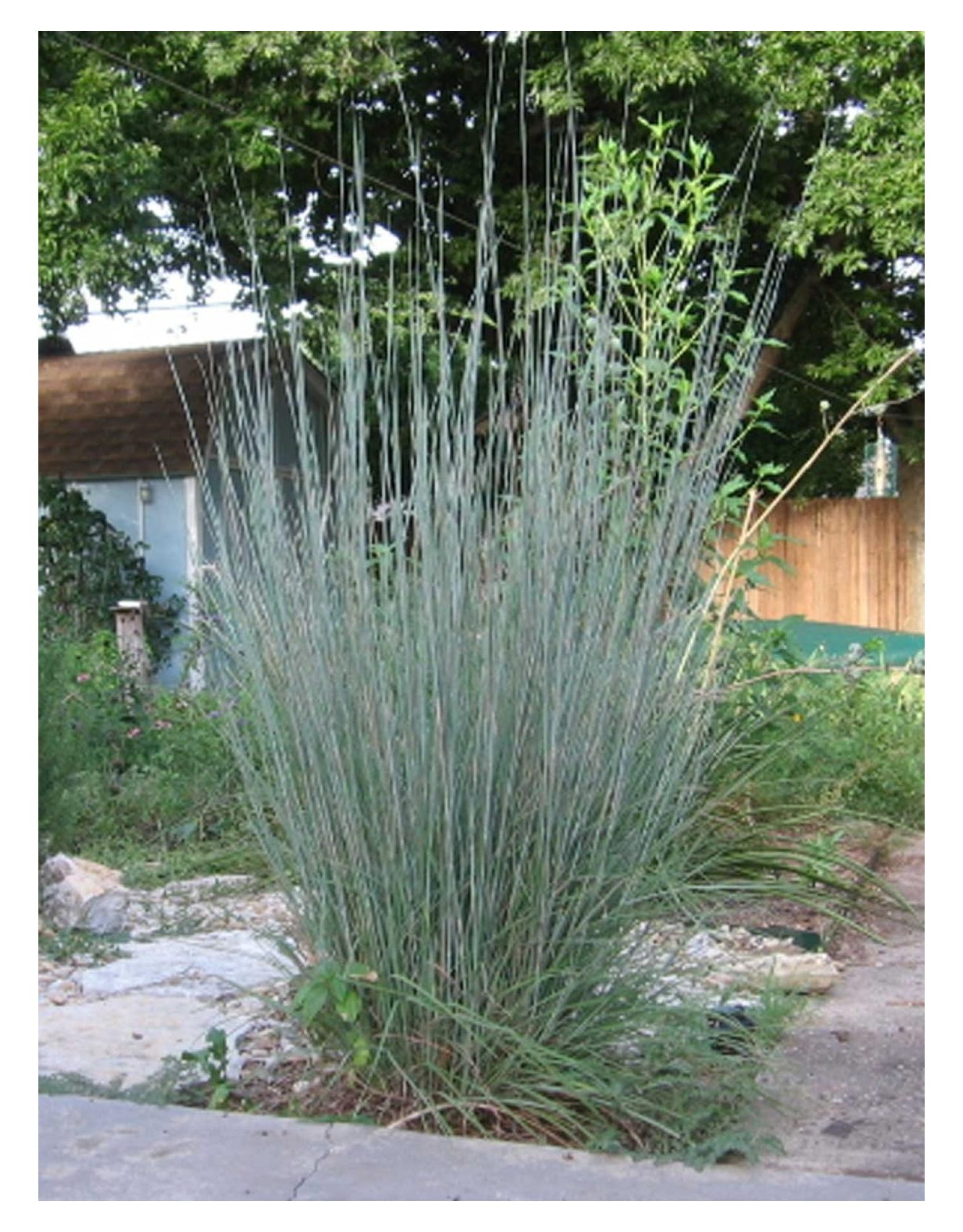 Schizachyrium Scoparium Little Bluestem Bunchgrass 1000seeds