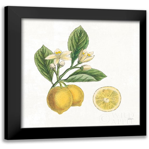 Schlabach, Sue 12x12 Black Modern Framed Museum Art Print Titled - Classic Citrus I