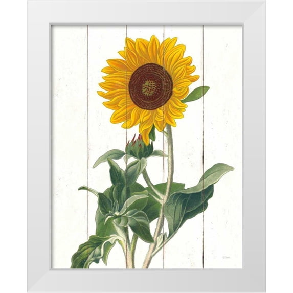 Schlabach, Sue 12x14 White Modern Wood Framed Museum Art Print Titled - Cottage Sunflower