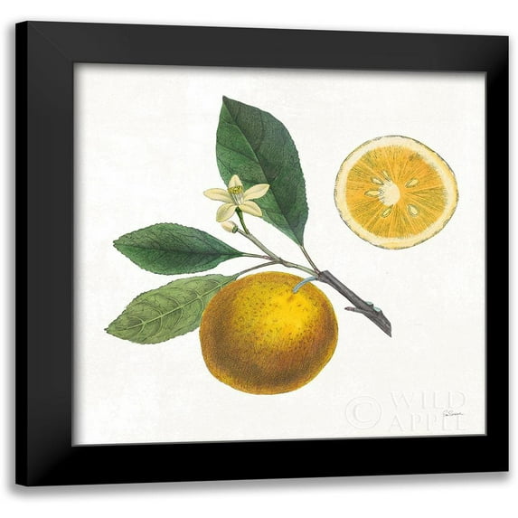 Schlabach, Sue 15x15 Black Modern Framed Museum Art Print Titled - Classic Citrus II
