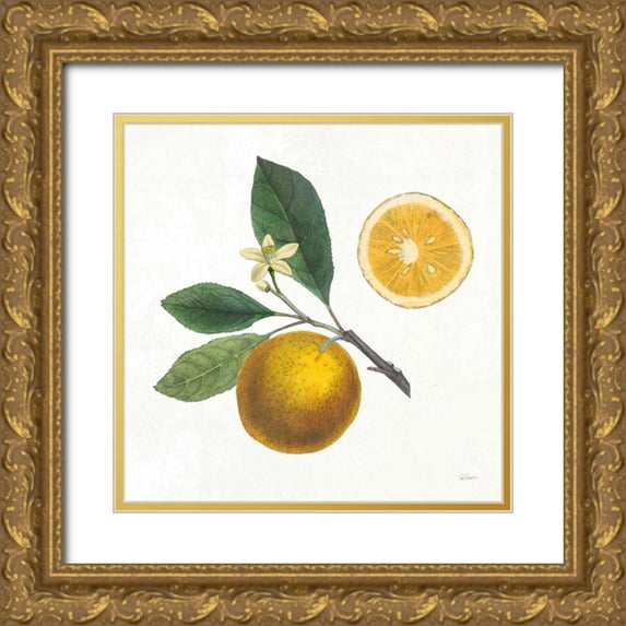 Schlabach, Sue 15x15 Gold Ornate Wood Framed with Double Matting Museum Art Print Titled - Classic Citrus II