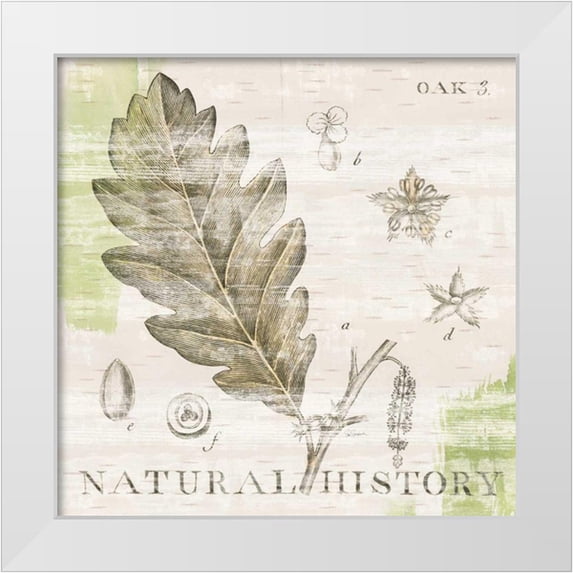 Schlabach, Sue 15x15 White Modern Wood Framed Museum Art Print Titled - Natural History Oak III