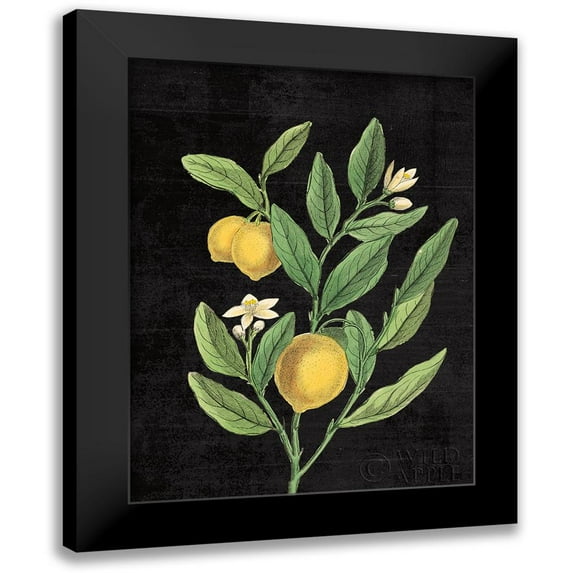Schlabach, Sue 15x18 Black Modern Framed Museum Art Print Titled - Classic Citrus V Black No Words