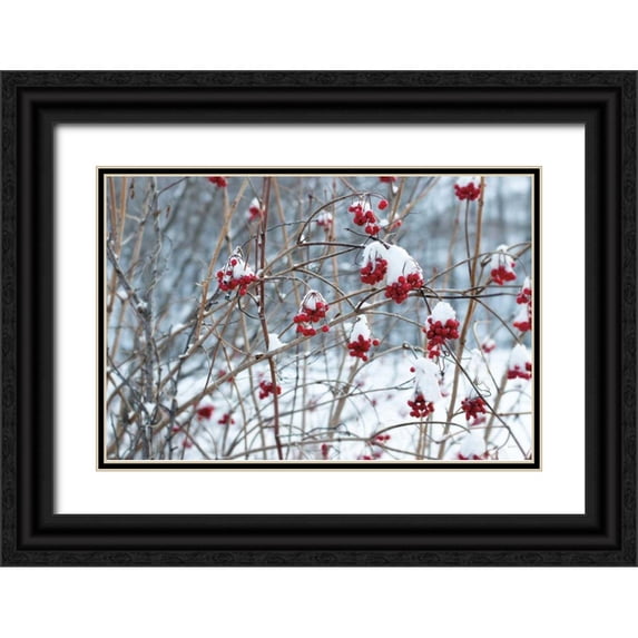 Schlabach, Sue 18x13 Black Ornate Wood Framed with Double Matting Museum Art Print Titled - Berries in Winter