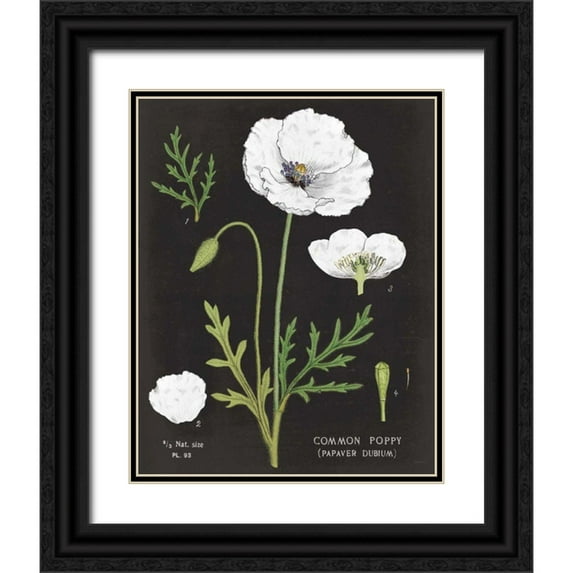 Schlabach, Sue 20x24 Black Ornate Wood Framed with Double Matting Museum Art Print Titled - White Poppy Chart