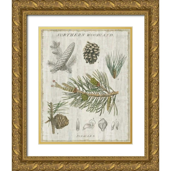 Schlabach, Sue 20x24 Gold Ornate Wood Framed with Double Matting Museum Art Print Titled - Woodland Chart III