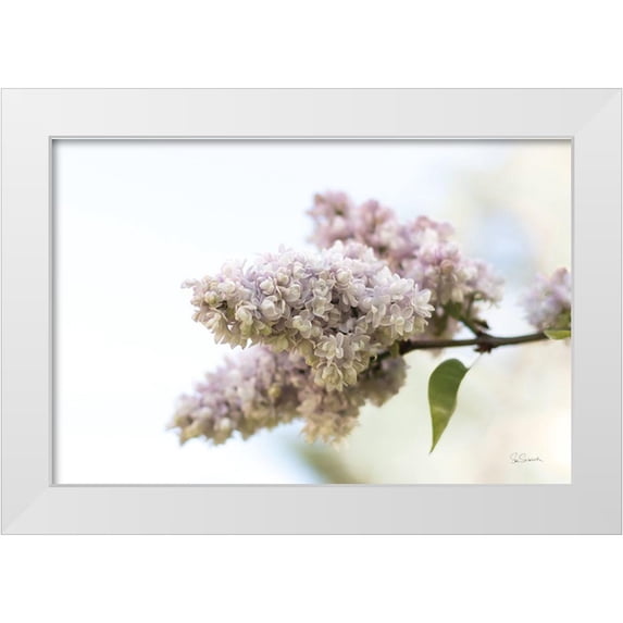 Schlabach, Sue 24x17 White Modern Wood Framed Museum Art Print Titled - Pale Lilacs II
