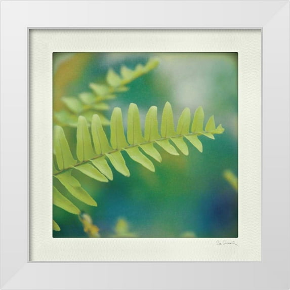 Schlabach, Sue 26x26 White Modern Wood Framed Museum Art Print Titled - Natures Fern I