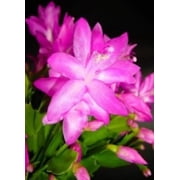 Schlumbergera, Christmas Cactus, Cyber Dancer Purple Starter Plant, Lot of 2