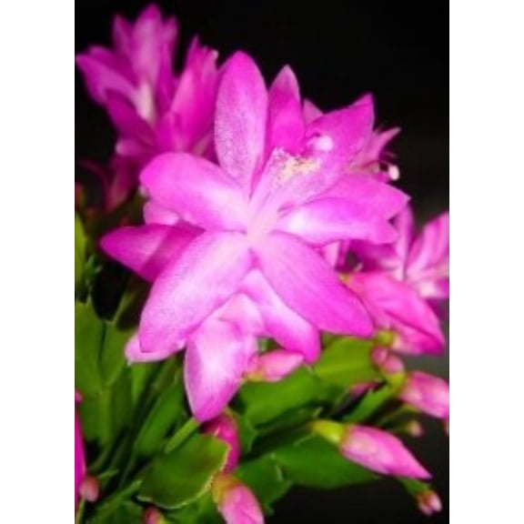Schlumbergera, Christmas Cactus, Cyber Dancer Purple Starter Plant, Lot of 2