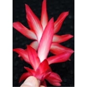 Schlumbergera, Christmas Cactus, Exotic Dancer Starter Plant, Lot of 2