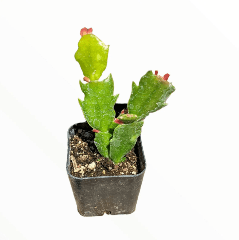 Cucumber Cactus