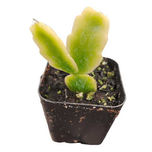 Schlumbergera x Buckleyi Christmas Cactus 2 Inch Plant for Indoor Outdoor Home Office Garden Decor