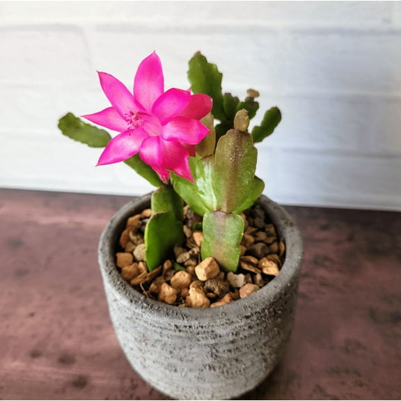 Schlumbergera x Buckleyi Christmas Cactus (L) 2 Inch Live Plant for Garden Decor