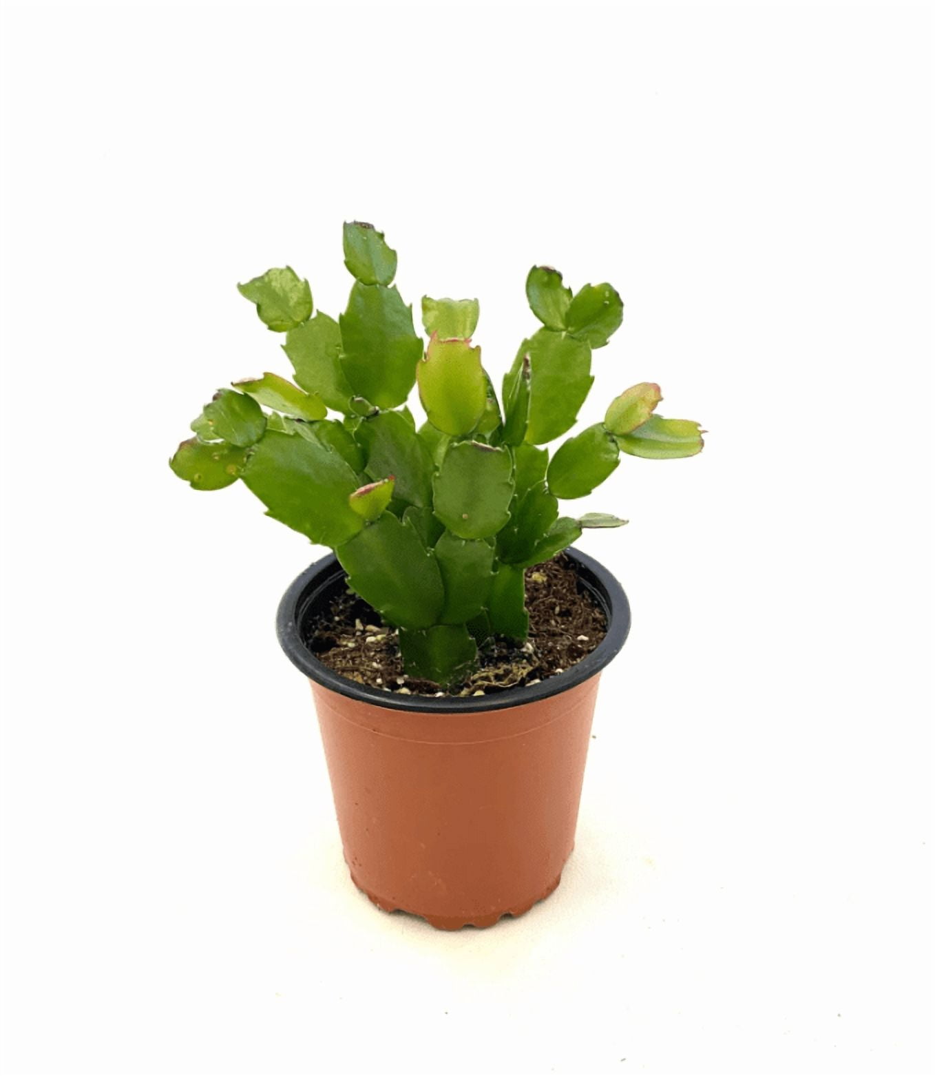Cucumber Cactus